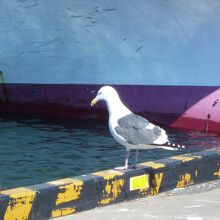 一匹狼ではなくカモメ