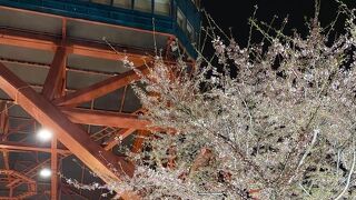テレビ塔付近桜が満開　4月25日現在