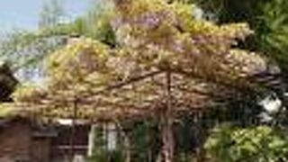 やや残念な“だるま藤”