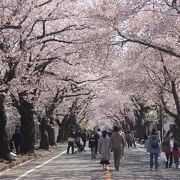 夜の森桜並木は立ち入りができるようになりました。