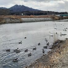 白鳥や鴨の仲間が来ていた津軽石川。遠くの山は山田町の十二神山