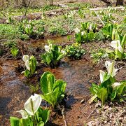 たくさんの水芭蕉とリュウキンカが見れる素敵スポット