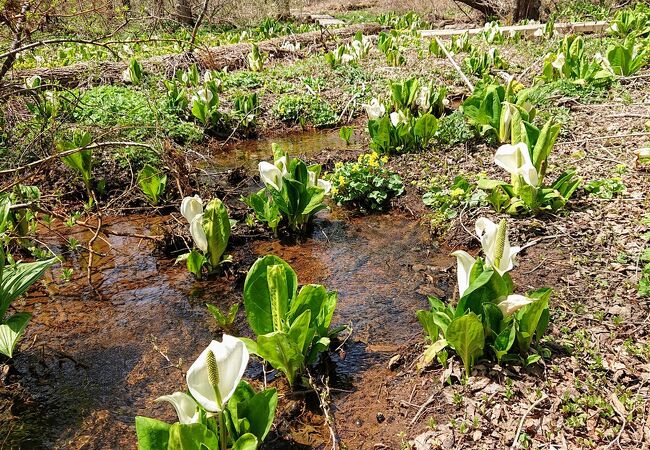 たくさんの水芭蕉とリュウキンカが見れる素敵スポット