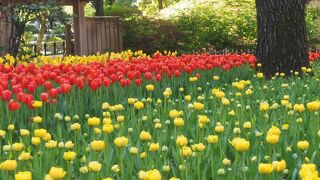 八重桜とチューリップ