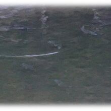 道の駅裏の与根子川ではキビレが群れる