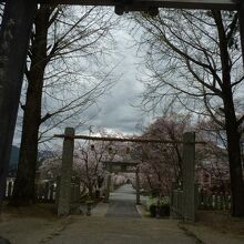 武家屋敷通りには桜が満開