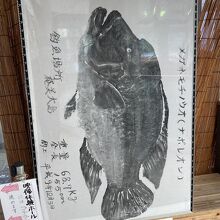 ウミガメだけじゃありません