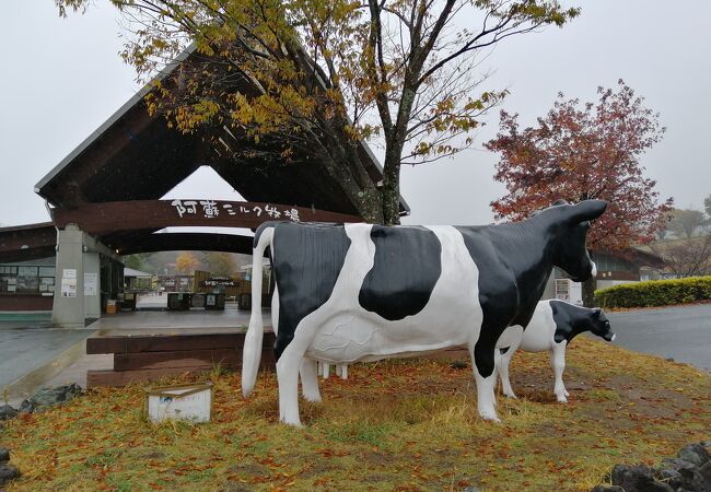 牛の乳しぼり体験