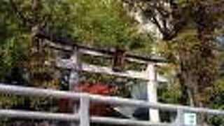 可愛らしいひよどり