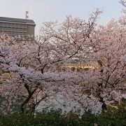 桜が満開の時期に訪問
