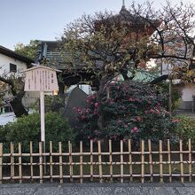 椿が咲いています