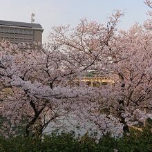 桜の合間から観た殿橋