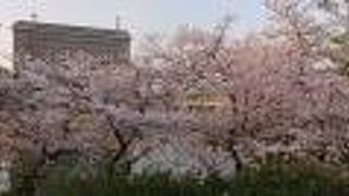 桜が満開の時期に訪問