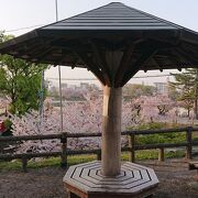 神橋付近の桜が綺麗でした