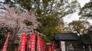 境内の桜が満開でした