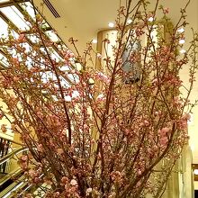 綺麗な桜