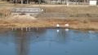 白鳥が日向ぼっこしてました