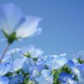 風に揺らぐ青い花・・・
