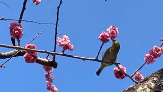 梅にメジロ