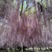 隣の玉敷公園の藤の花