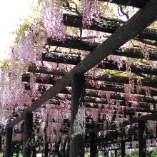 隣の玉敷公園の藤の花