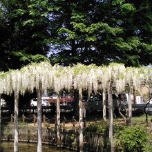 隣の玉敷公園の藤の花