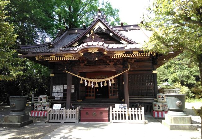 玉敷神社の大藤