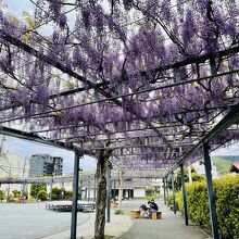 付近の藤の広場
