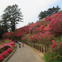 遊歩道沿いに咲いています