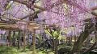 藤花園へ行くならば4/10頃にはHPのチェックが必須