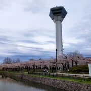 桜が満開の桜