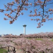 桜は開花後、数日から1週間後辺りがクライマックス？
