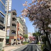 ７００ｍの遅咲きの桜並木