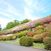 つつじの花が満開でした。