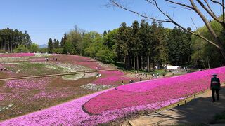 芝桜、最高！！