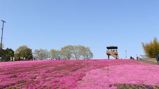 市貝町芝ざくら公園