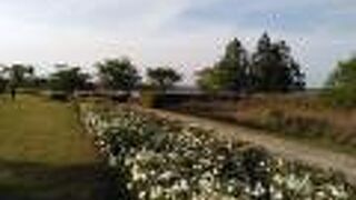 つつじや藤が見頃でした