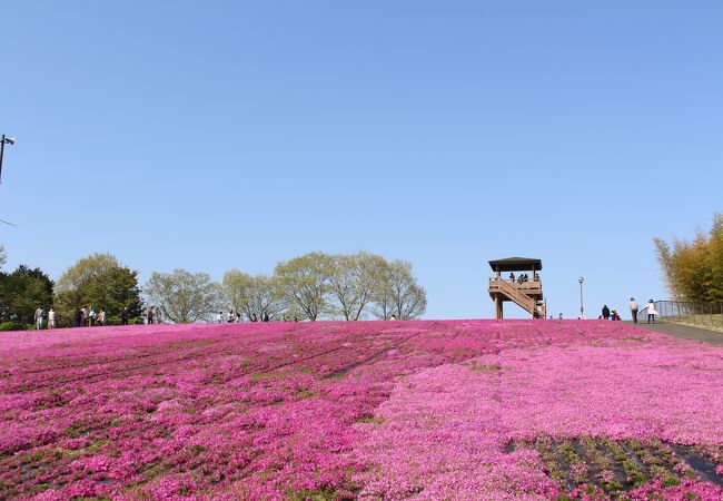 市貝町芝ざくら公園