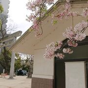 境内の桜が春の到来を告げていました