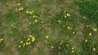 タンポポが咲き誇る姿に春を感じました