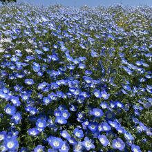美しいネモフィラ