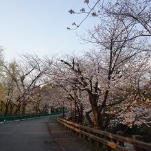 桜が見ごろでした