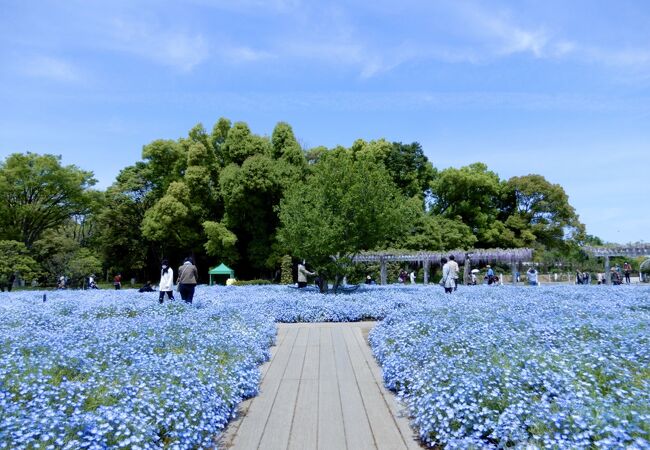 長居植物園 クチコミ アクセス 営業時間 住吉 平野 フォートラベル 長居植物園 クチコミ アクセス 営業時間 住吉 平野 フォートラベル