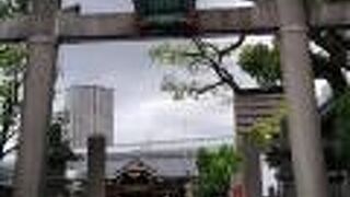 野田藤見られます