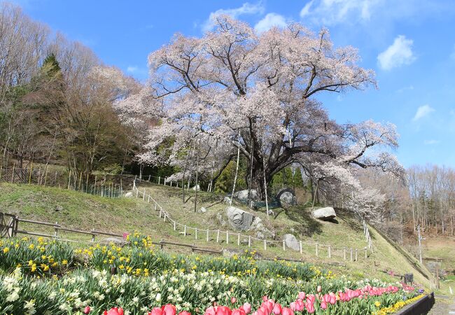 越代のサクラ