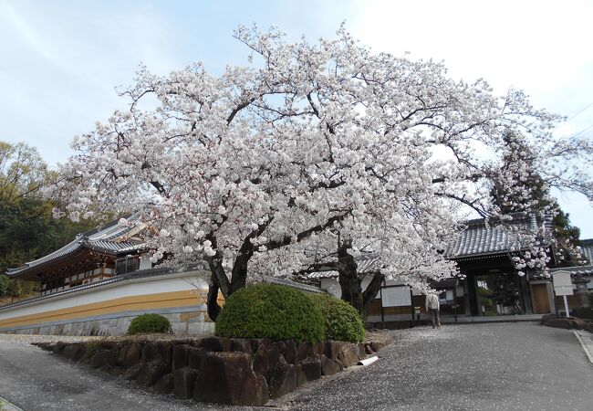 桶狭間の戦いの首検証の寺