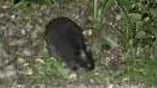 幻のアマミノクロウサギを探して