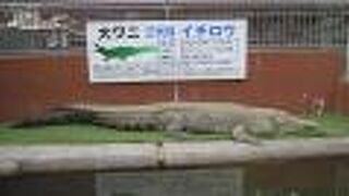 ワニ地獄では…。