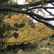 オカヨシガモ、イソシギ、オオタカなど。紅葉がきれいでした