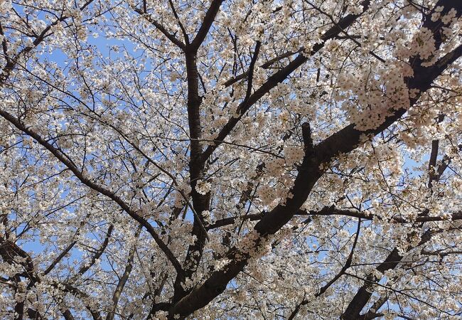 桜を見に行きました